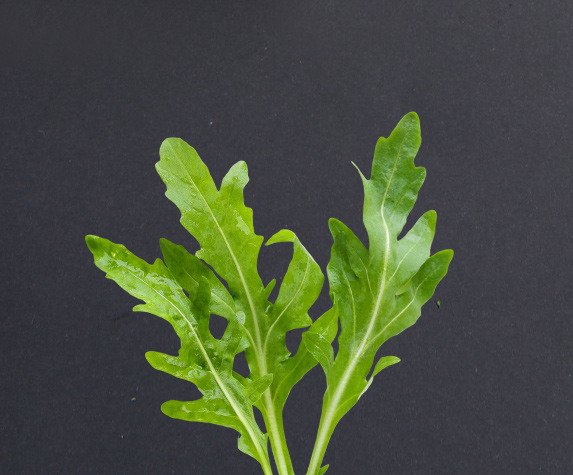 category